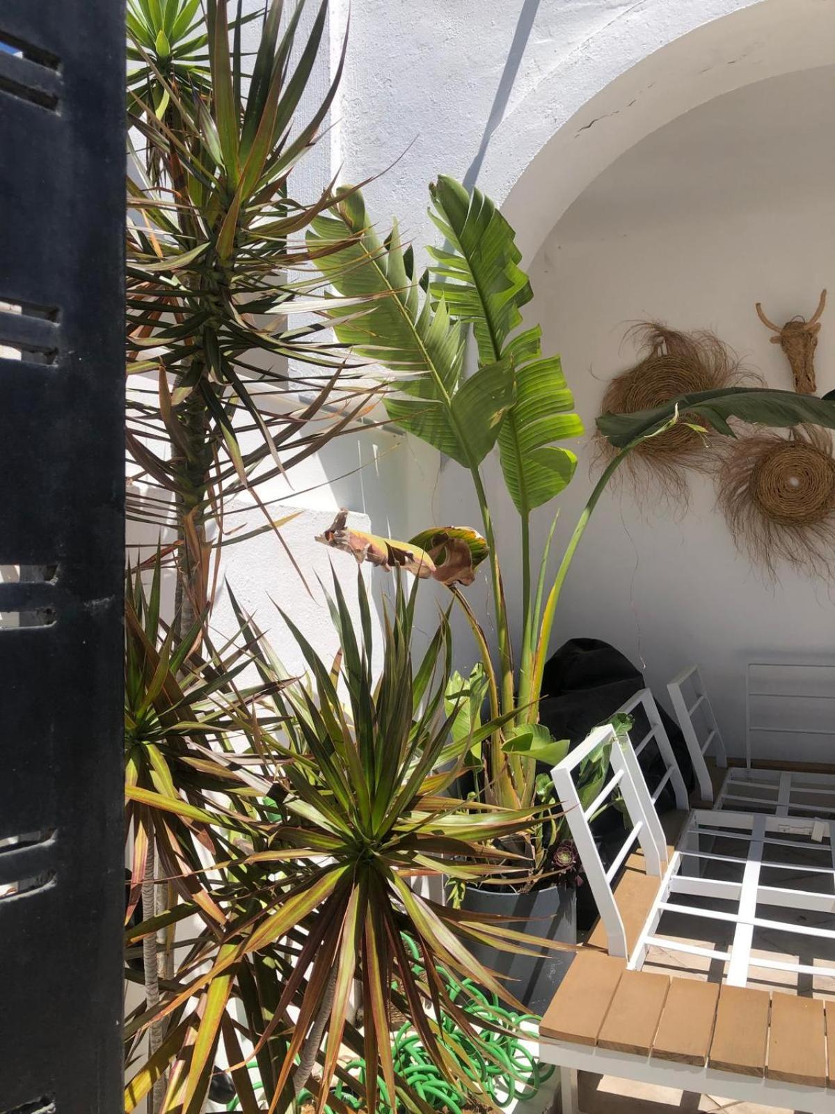 Appartement Casa Kava In A Superior Near Cabopino No Car Needed Marbellac
